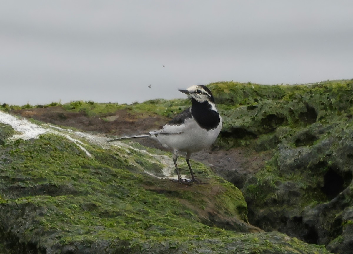 White Wagtail - ML634075651