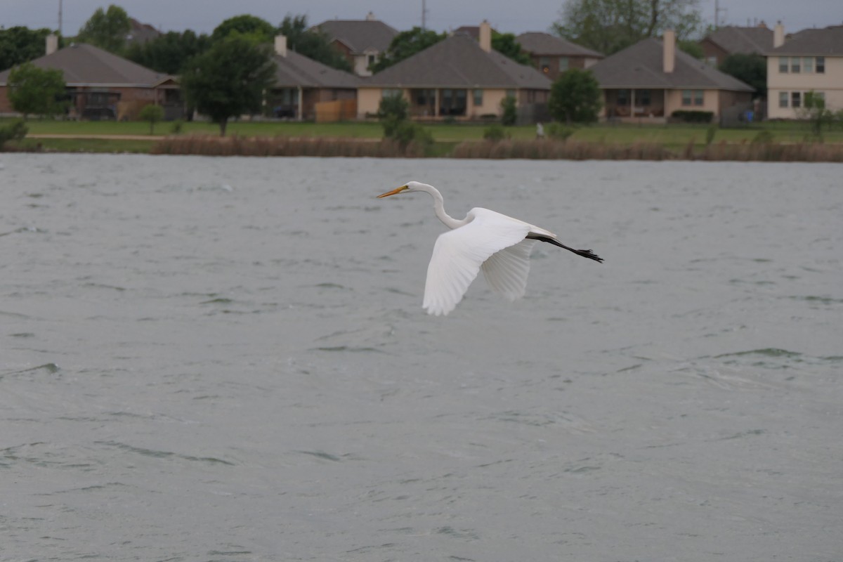 Great Egret - ML634075730