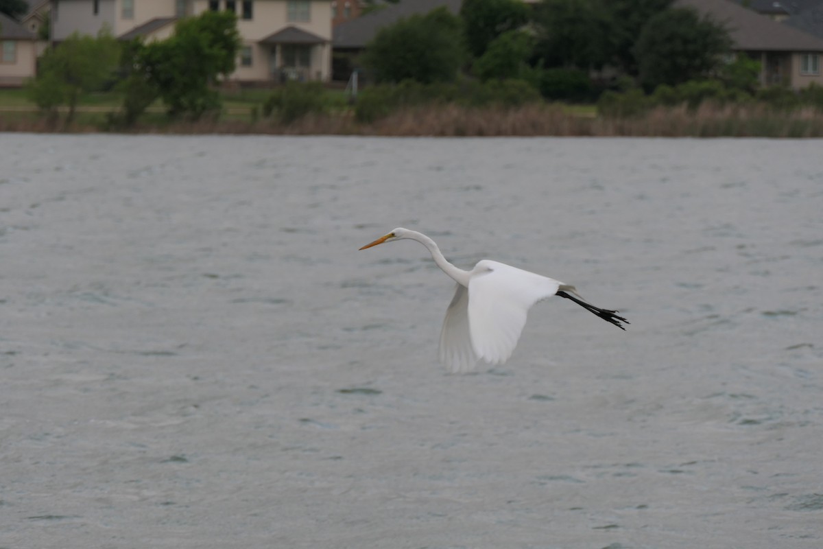 Great Egret - ML634075731
