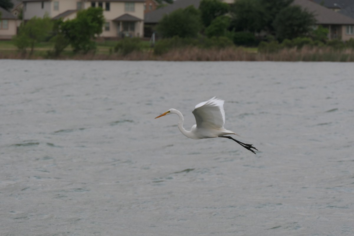 Great Egret - ML634075732