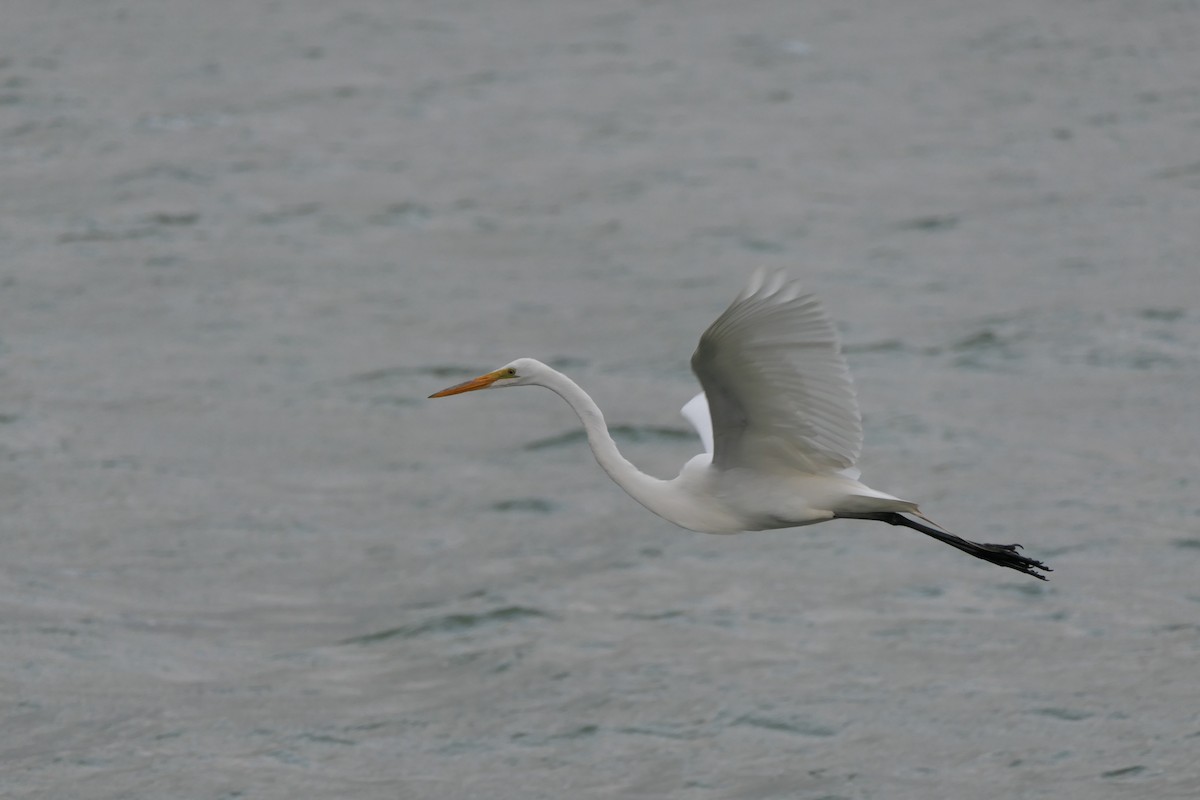 Great Egret - ML634075733
