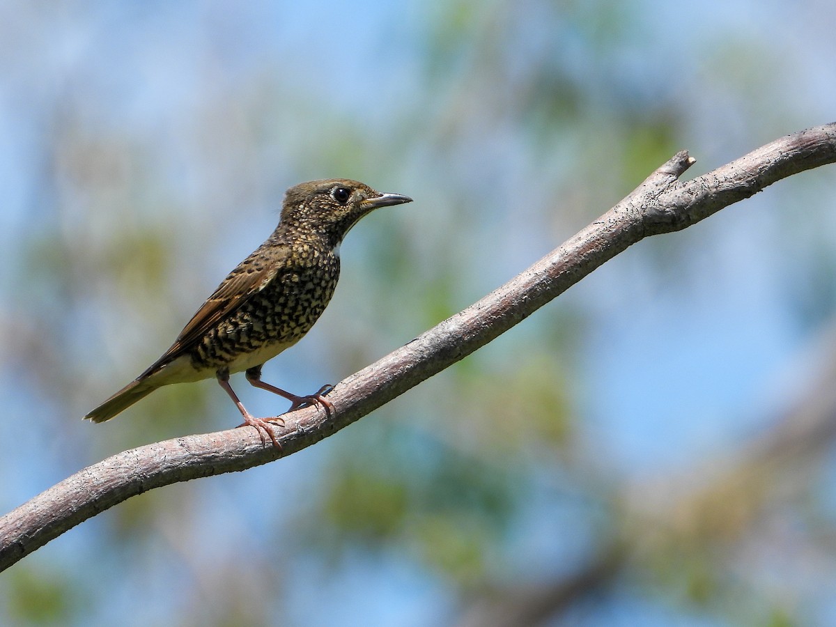White-throated Rock-Thrush - ML634075873