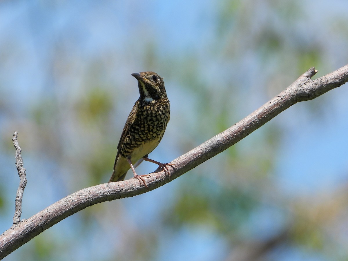 White-throated Rock-Thrush - ML634075877