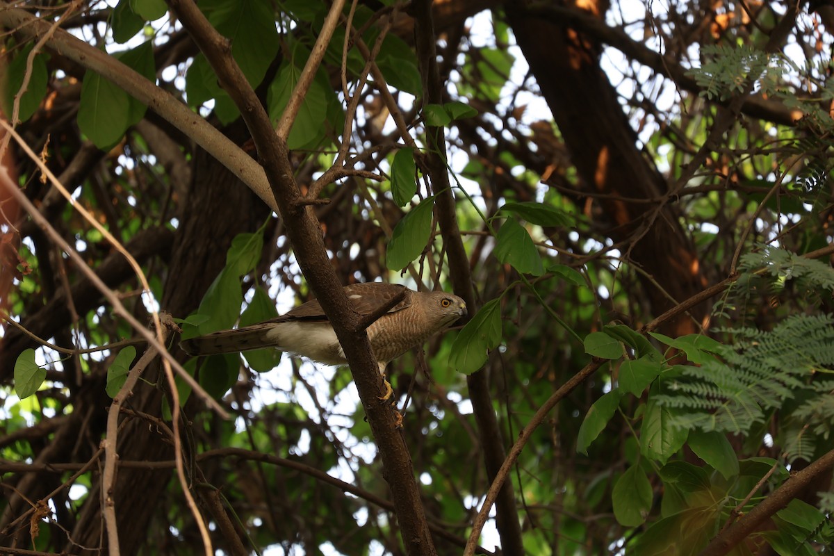 Shikra - ML634075924