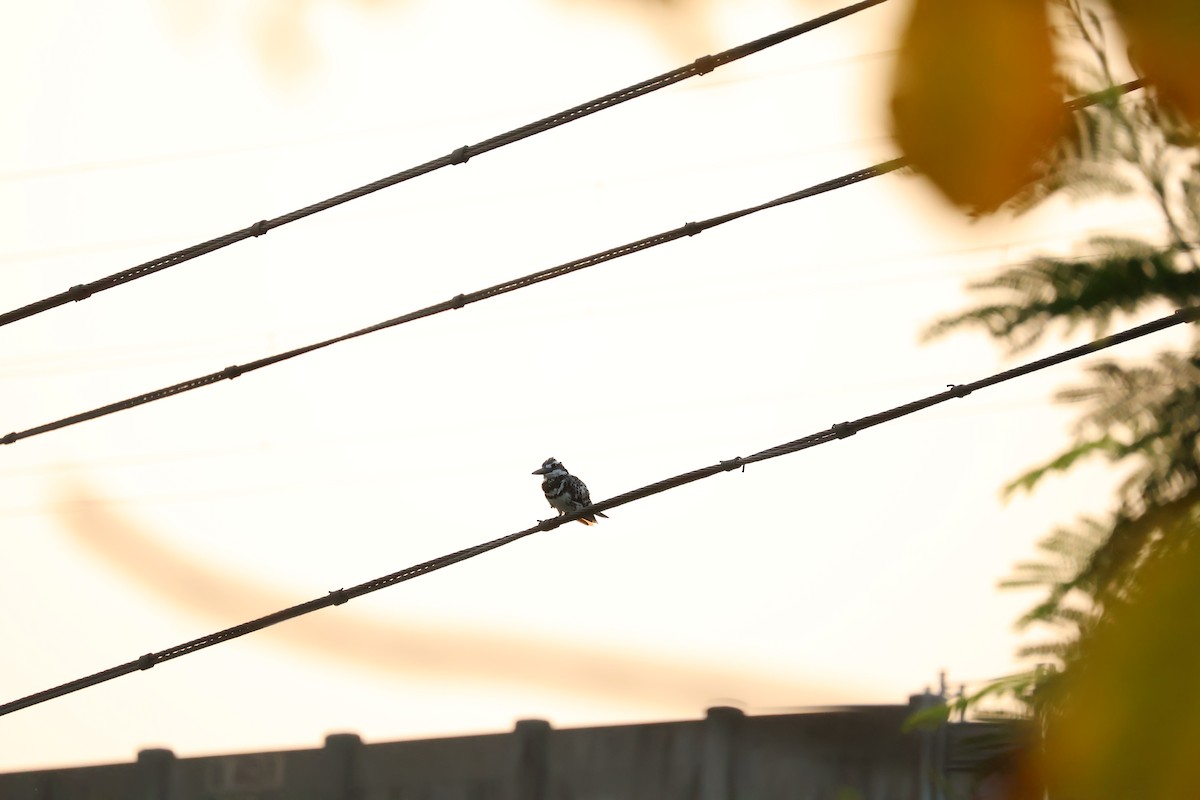 Pied Kingfisher - ML634075929