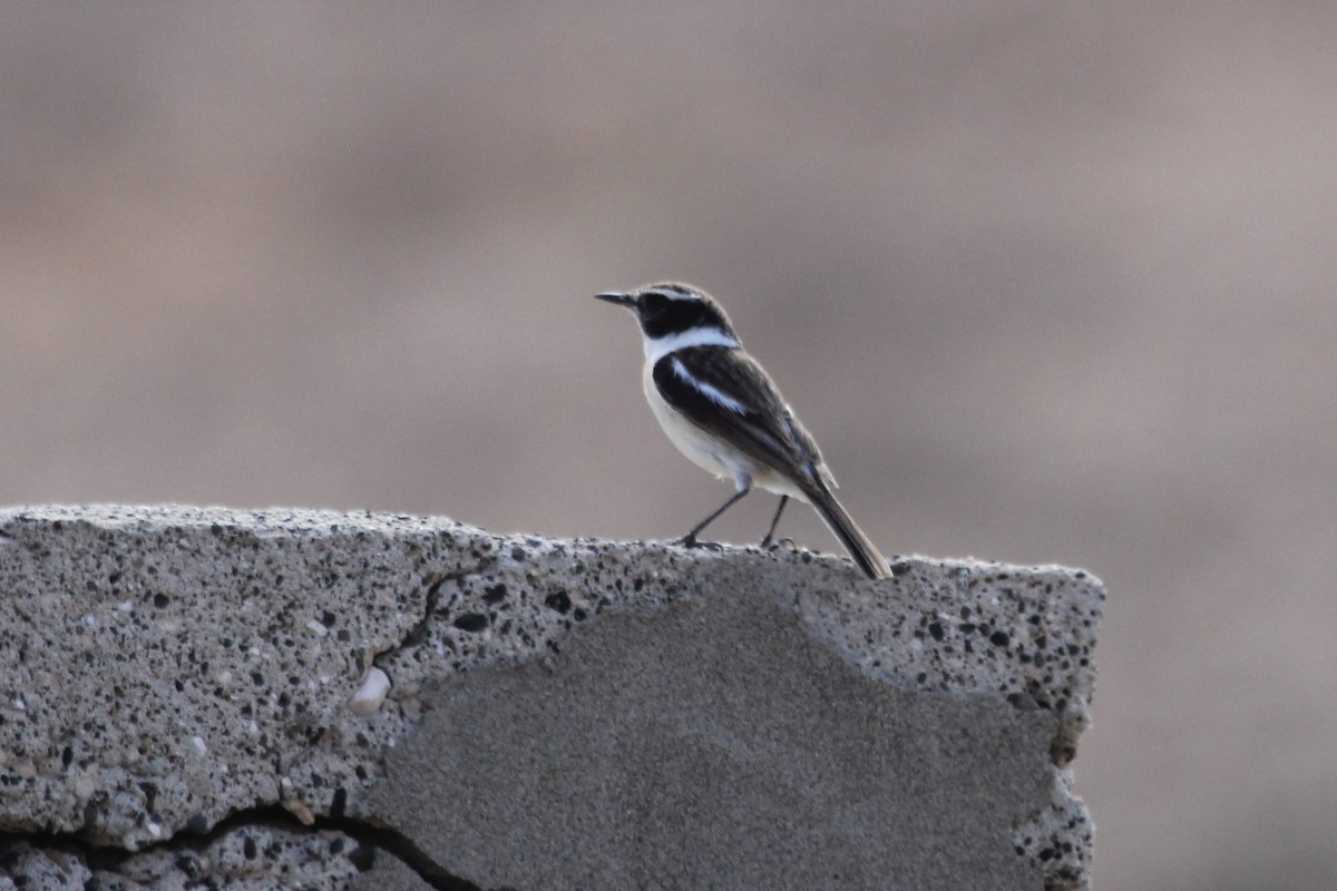 Fuerteventura Stonechat - ML634075937