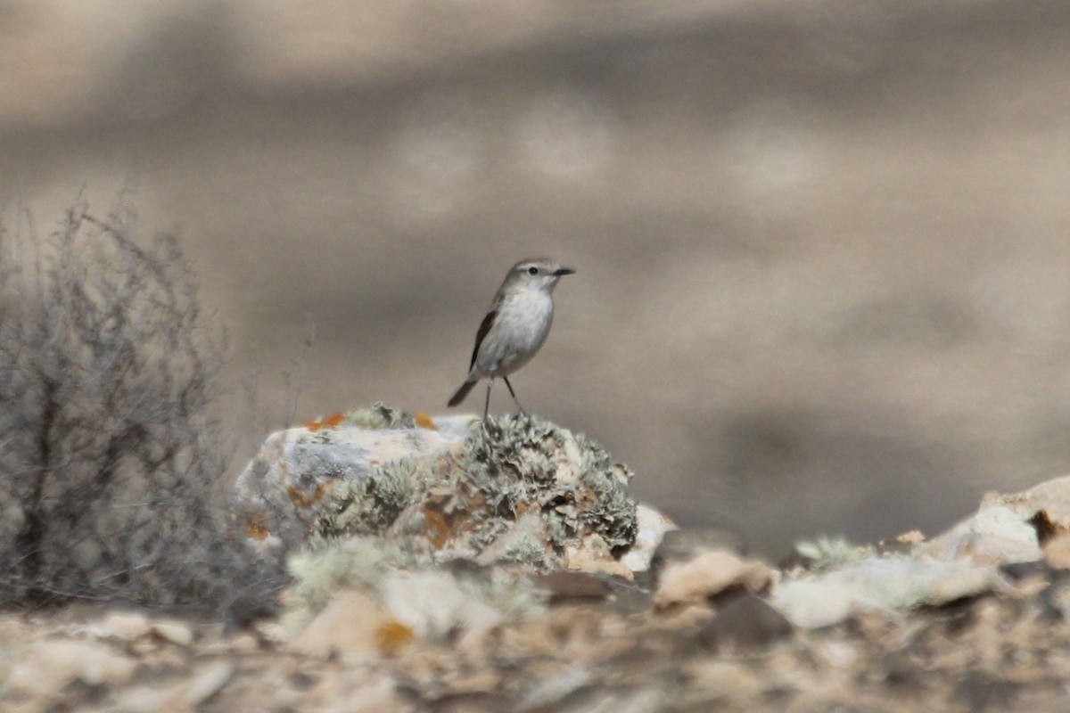 Fuerteventura Stonechat - ML634075938