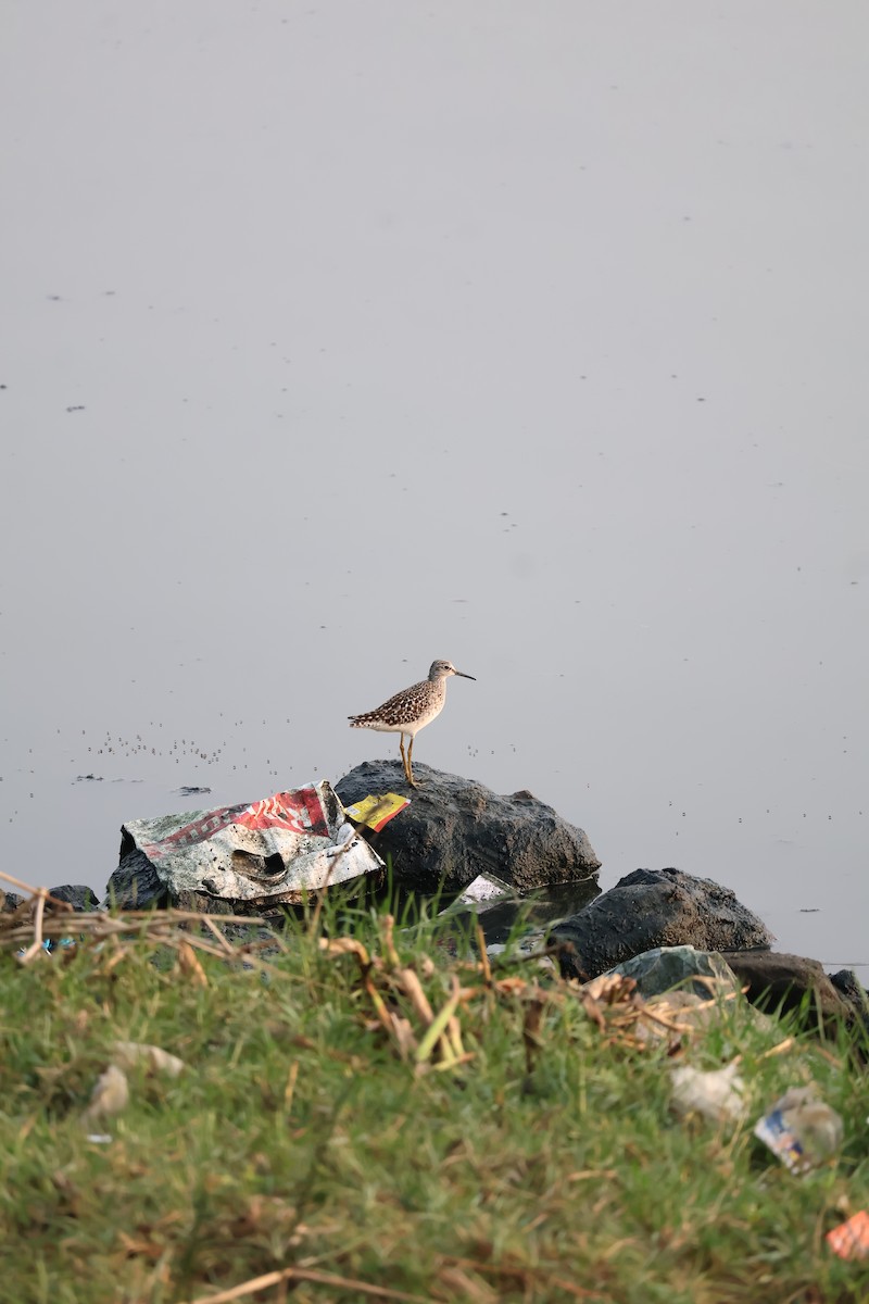 Wood Sandpiper - ML634075945