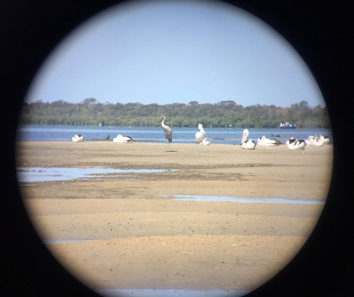 Grue brolga - ML634076086
