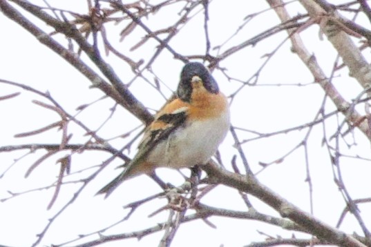 Brambling - ML634076157