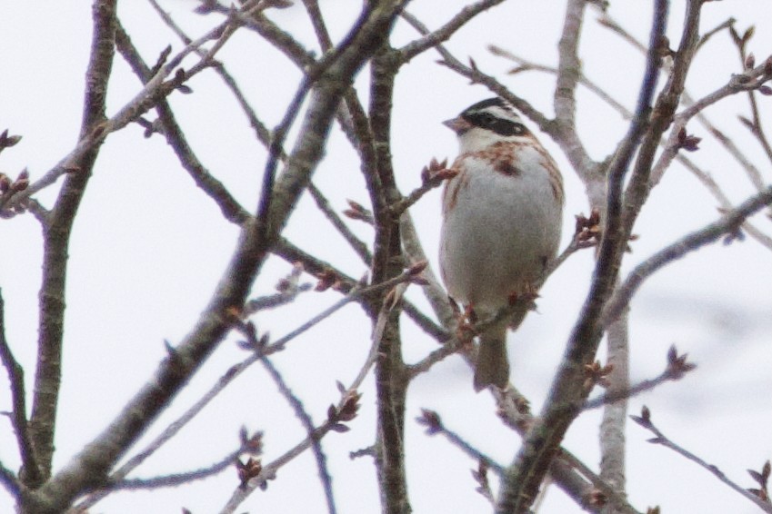 Rustic Bunting - ML634076162