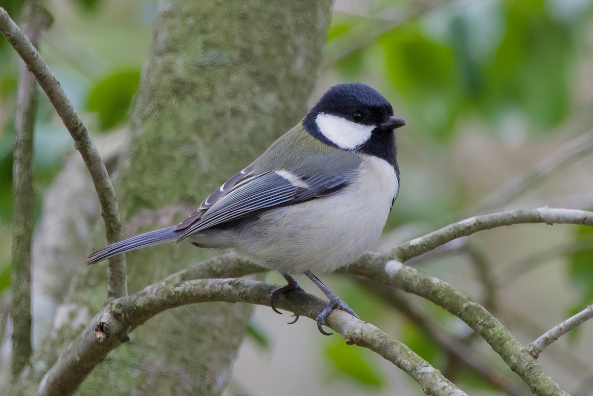 Asian Tit (Japanese) - ML634076165