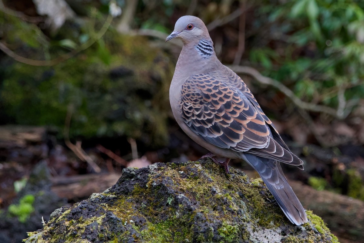 Oriental Turtle-Dove - ML634076169