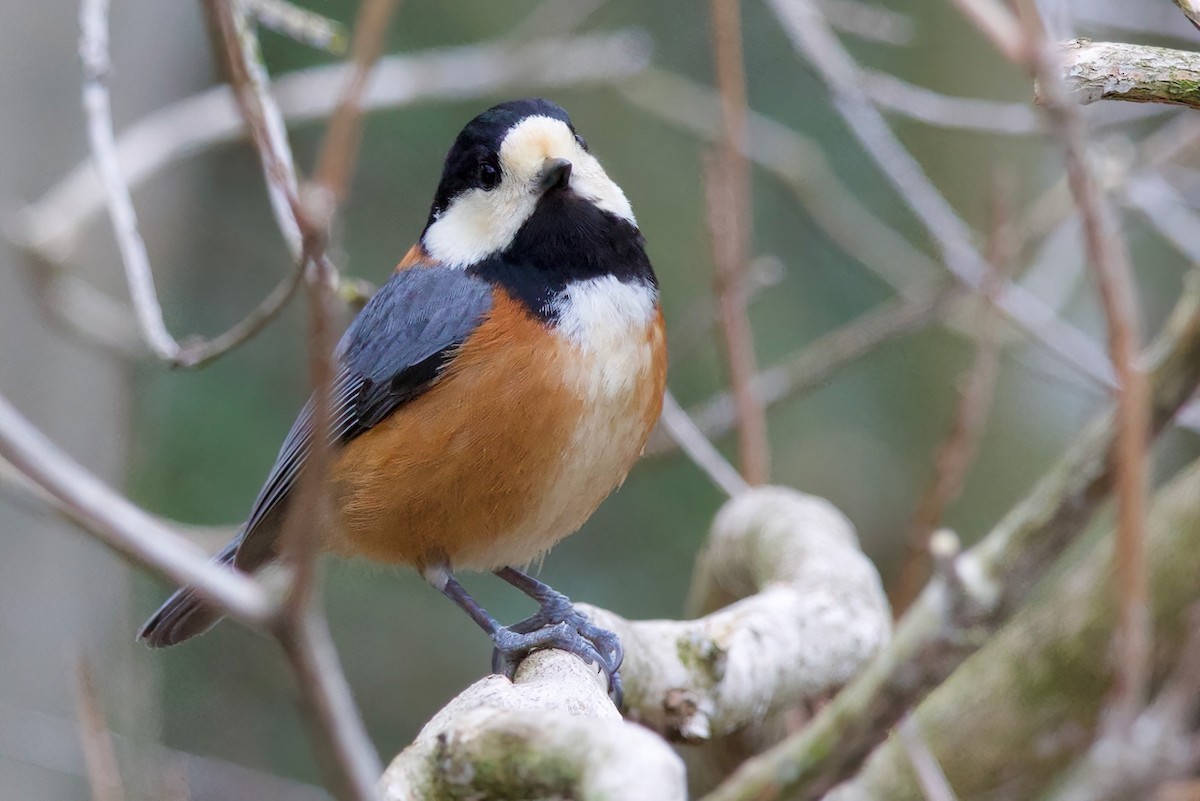 Varied Tit - ML634076171