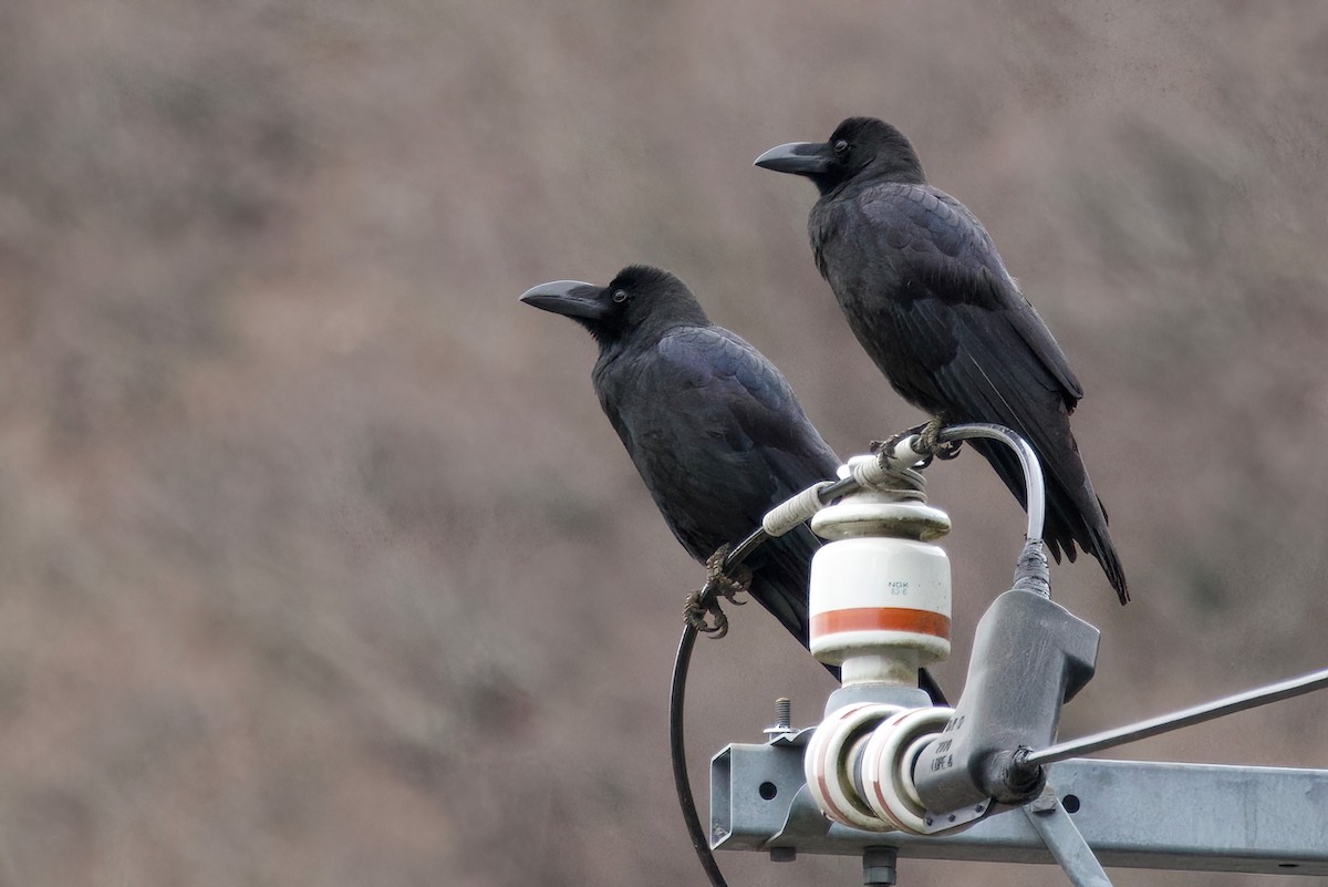 Large-billed Crow (Large-billed) - ML634076175