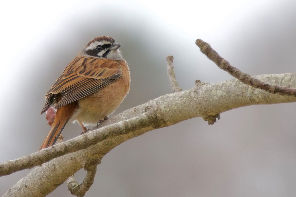 Meadow Bunting - ML634076178