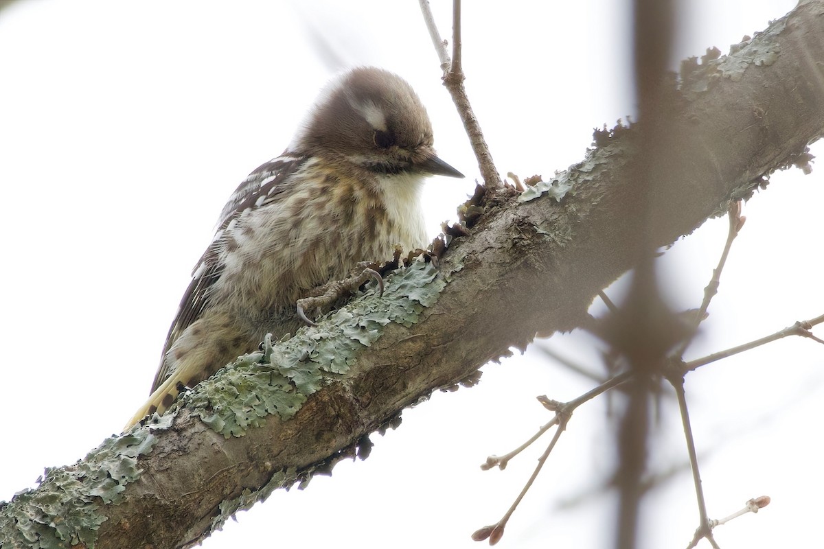 Japanese Pygmy Woodpecker - ML634076185
