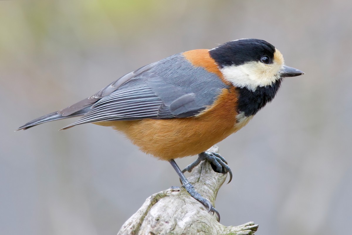 Varied Tit - ML634076196