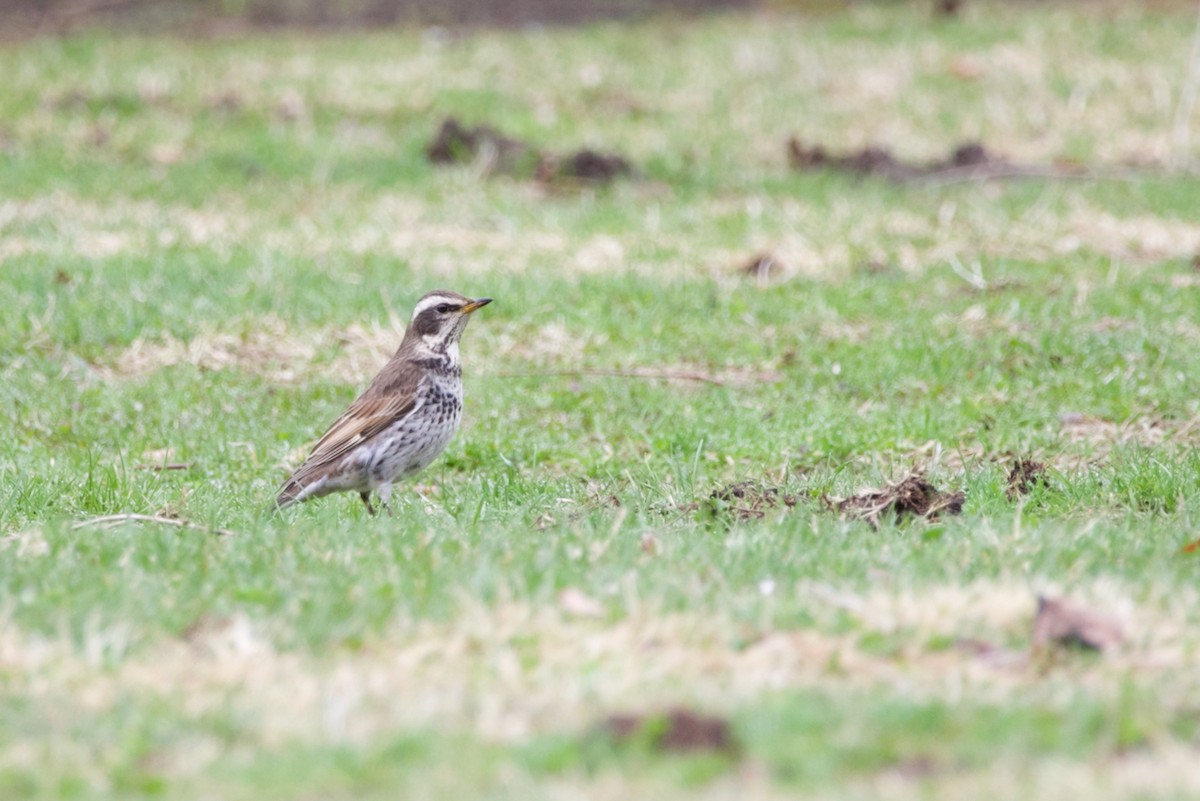 Dusky Thrush - ML634076198
