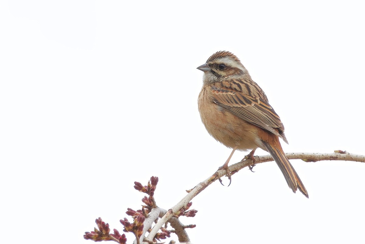 Meadow Bunting - ML634076202
