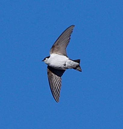Hirondelle à face blanche - ML634076298