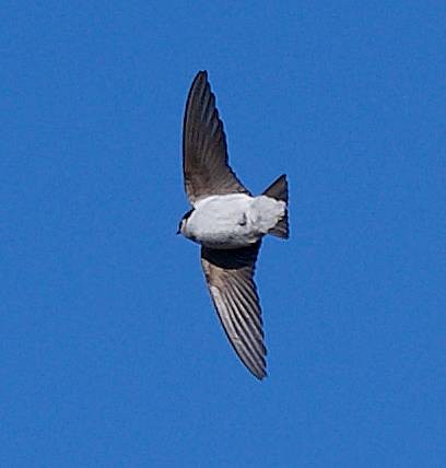 Hirondelle à face blanche - ML634076308