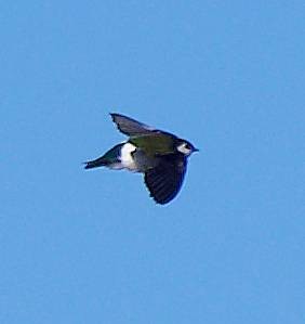 Hirondelle à face blanche - ML634076336