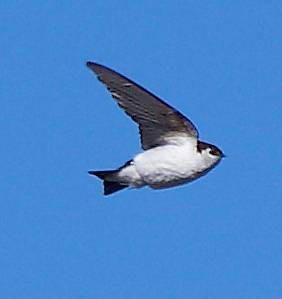 Hirondelle à face blanche - ML634076349