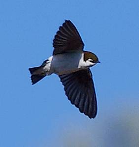 Hirondelle à face blanche - ML634076361