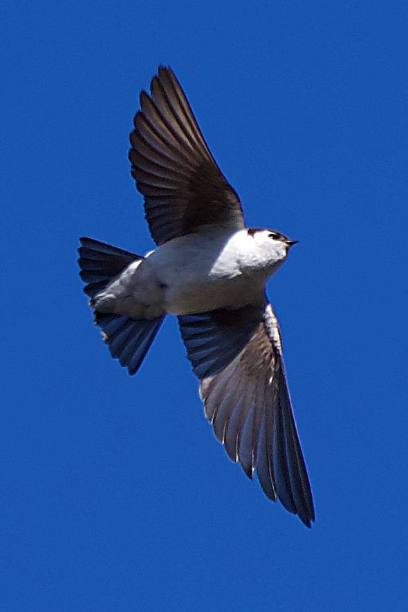 Hirondelle à face blanche - ML634076371