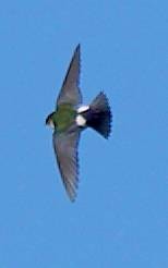 Hirondelle à face blanche - ML634076386