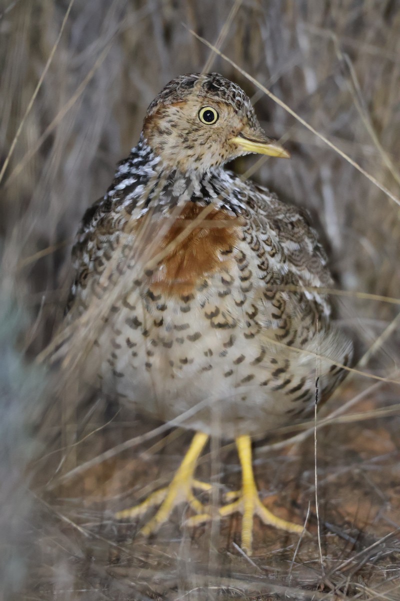 Plains-wanderer - ML634076432