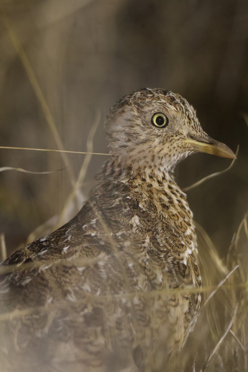 Plains-wanderer - ML634076433