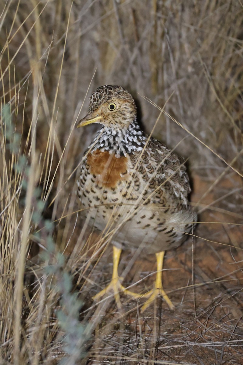 Plains-wanderer - ML634076434