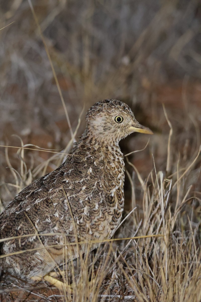 Plains-wanderer - ML634076435