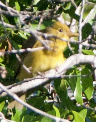 Summer Tanager - ML634076436