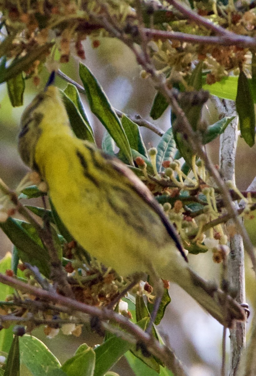 Prairie Warbler - ML634076449