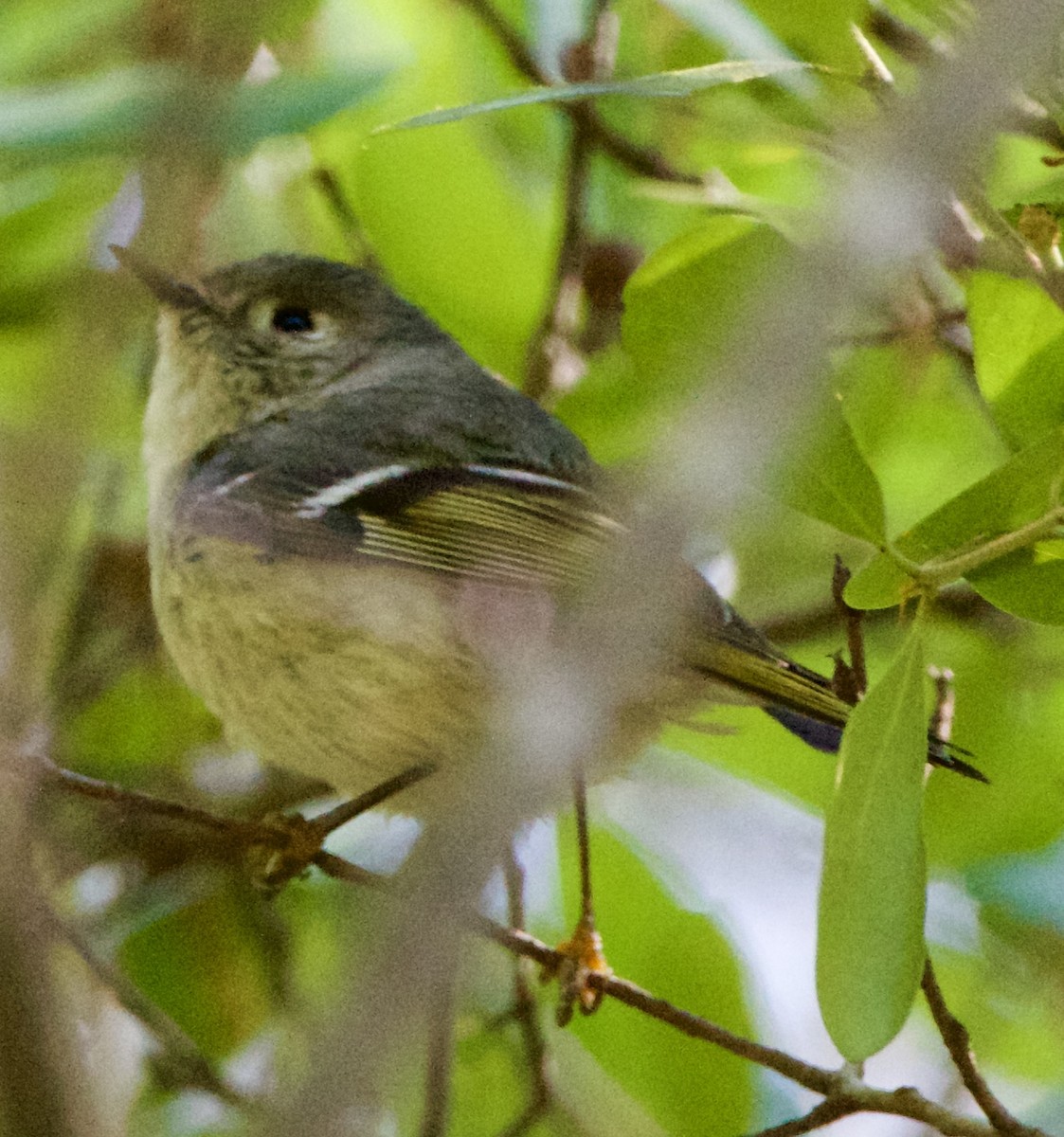 Ruby-crowned Kinglet - ML634076471
