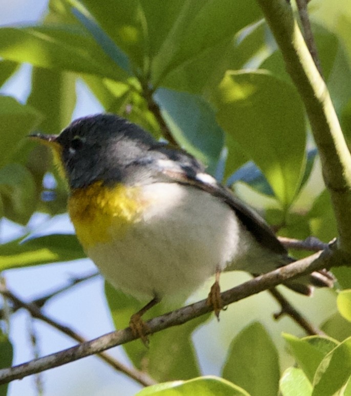 Northern Parula - ML634076484