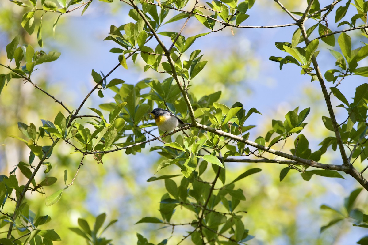 Northern Parula - ML634076485