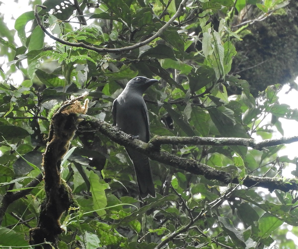 Sunda Cuckooshrike - ML634076493