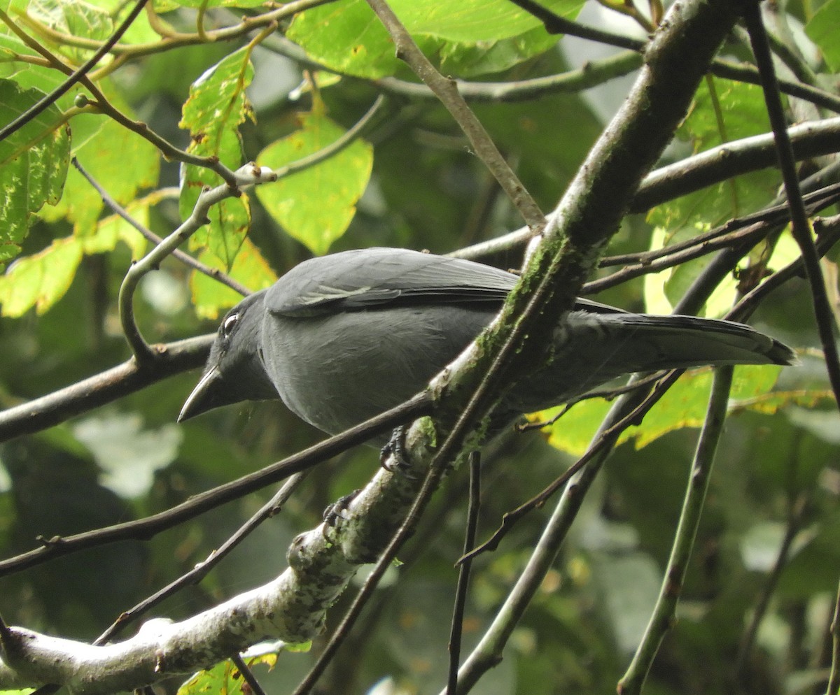 Sunda Cuckooshrike - ML634076498