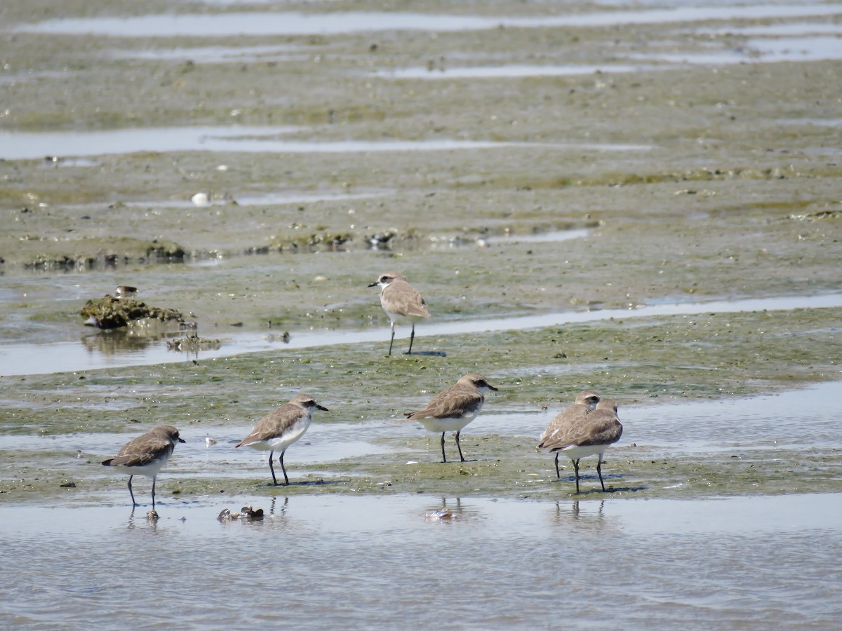 Siberian/Tibetan Sand-Plover - ML634076513