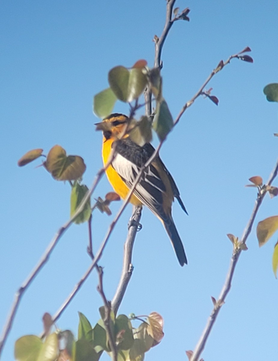 Bullock's Oriole - ML634076640