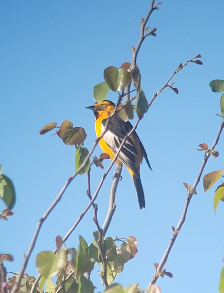 Bullock's Oriole - ML634076641