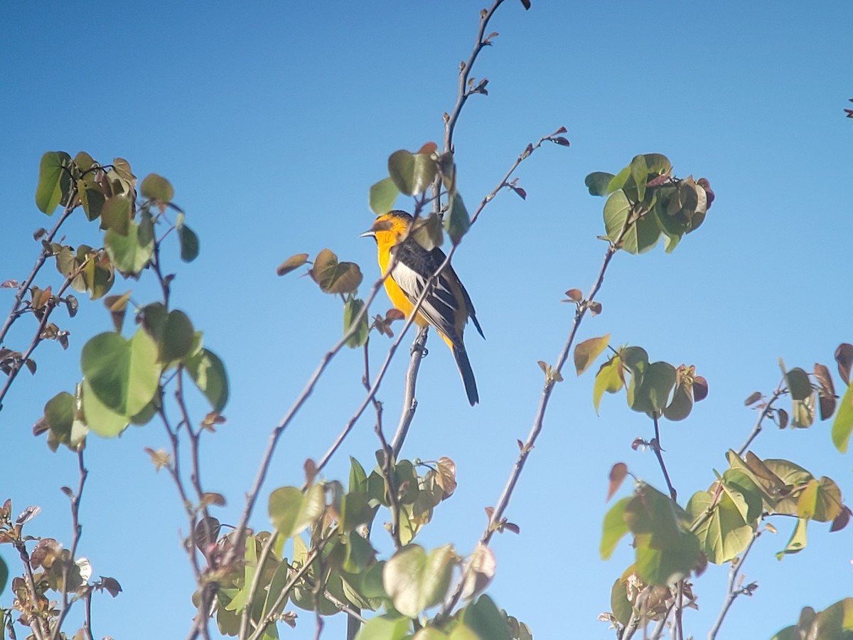 Bullock's Oriole - ML634076642