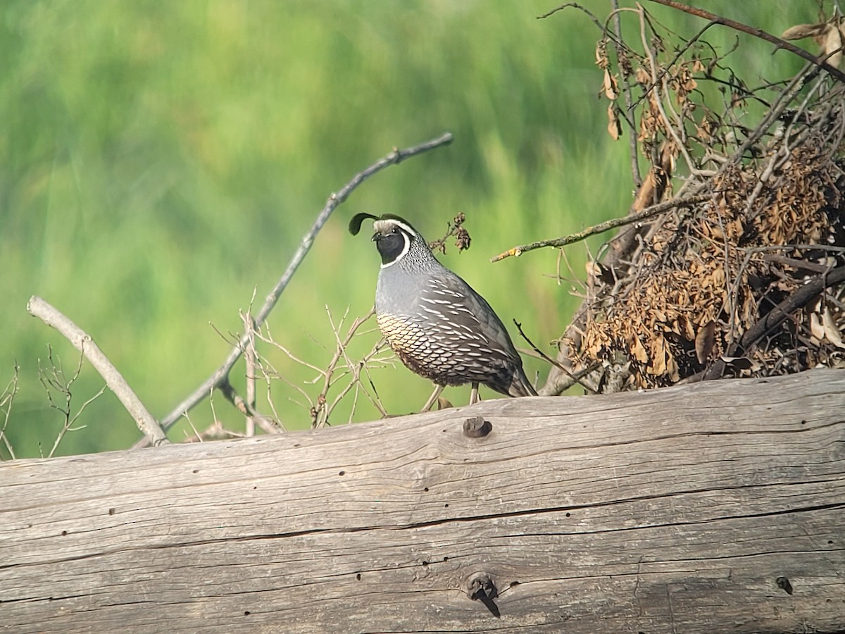 California Quail - ML634076661