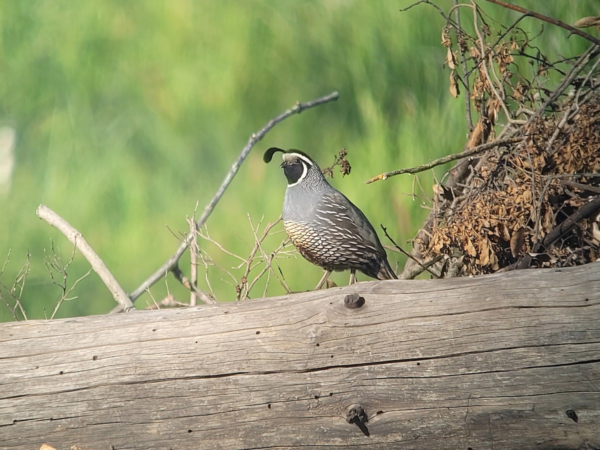 California Quail - ML634076662