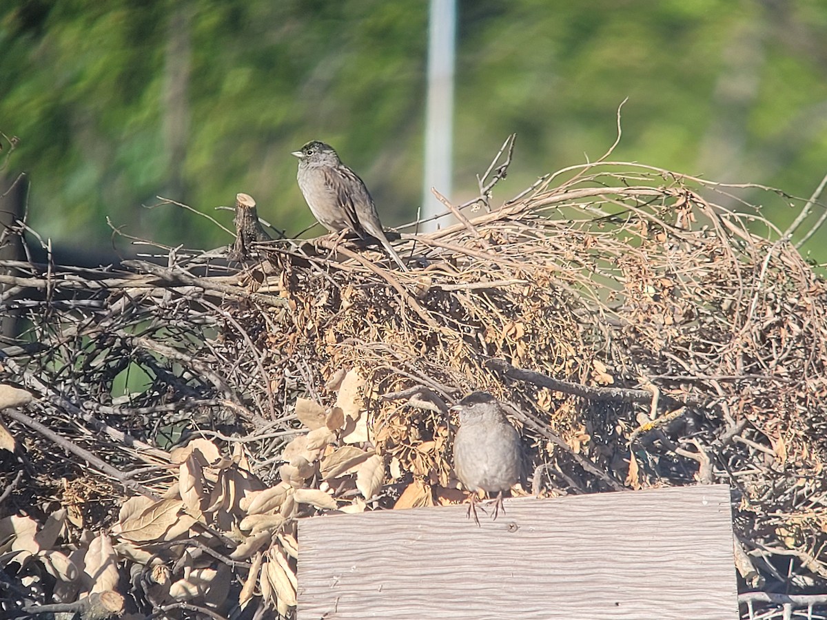 Golden-crowned Sparrow - ML634076735