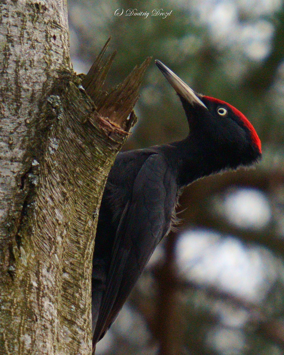 datel černý - ML634076755